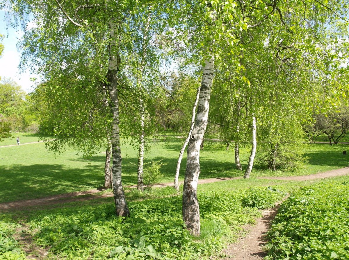 Береза в саду