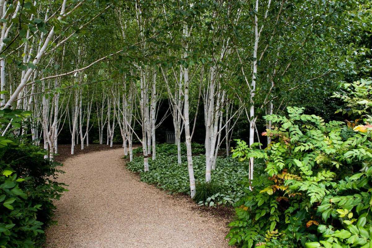 Береза японская Betula japonica
