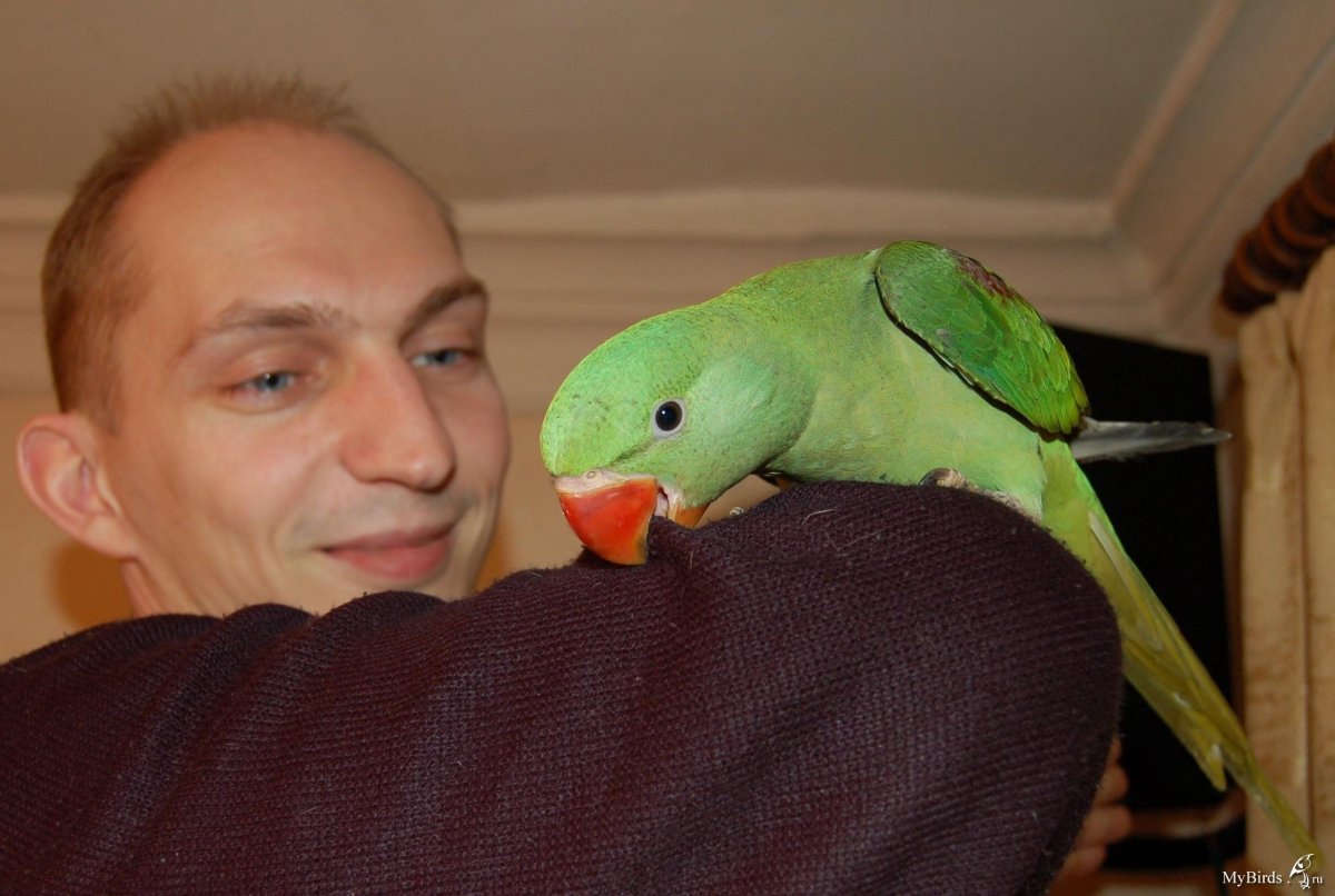Александрийский птенец