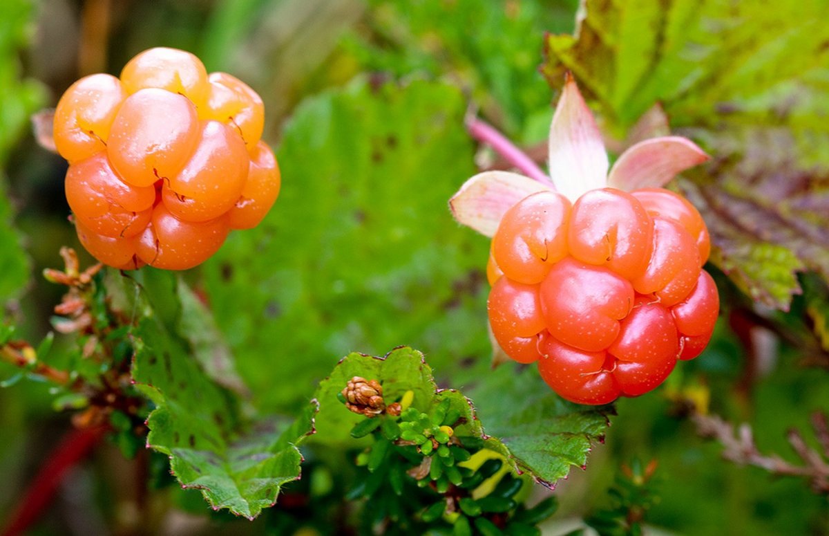Морошка (Rubus chamaemorus)