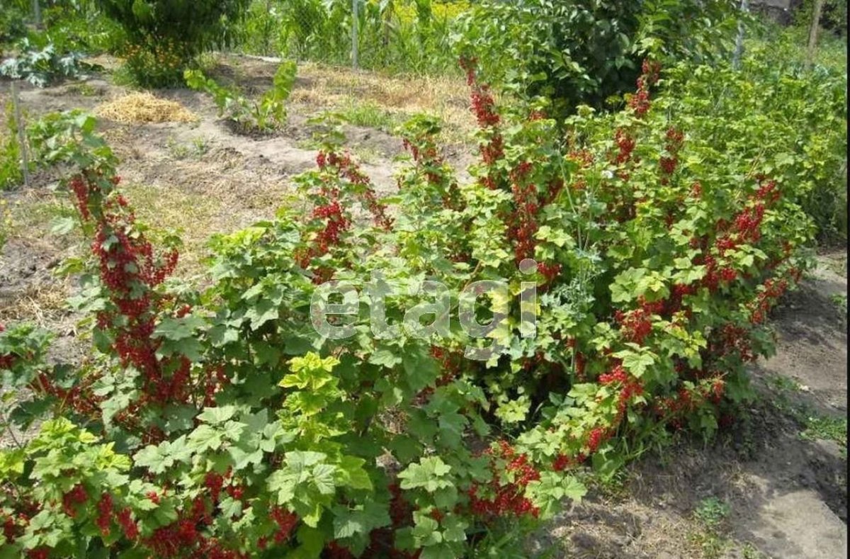 Смородина красная кустарник