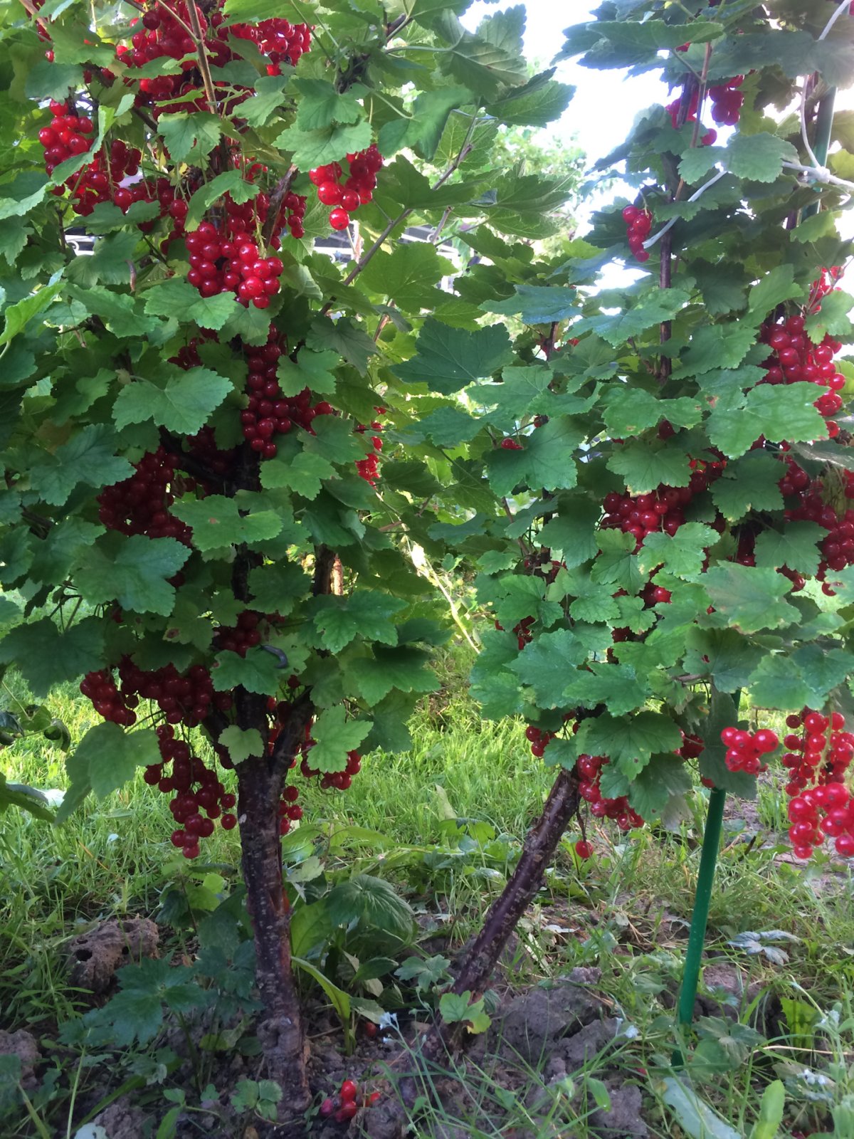 Штамбовая красная смородина