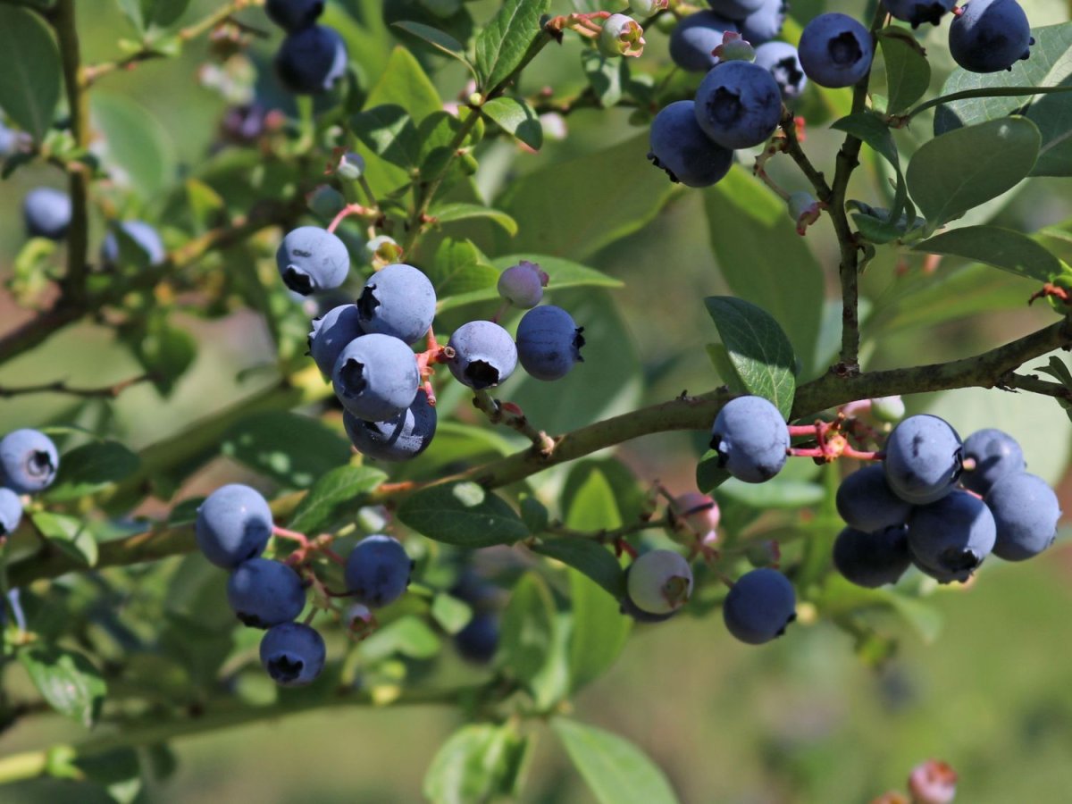 Heidelbeeren