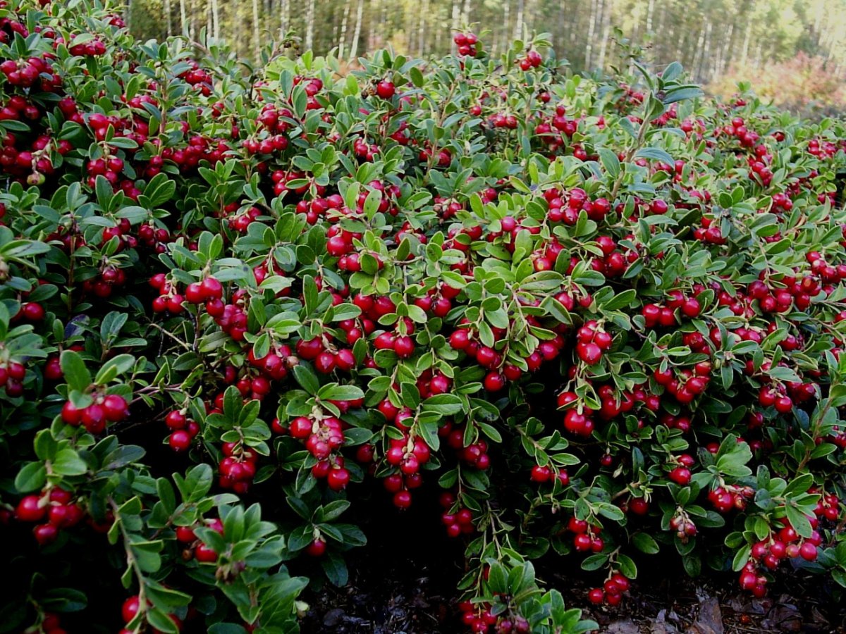 Vaccinium Vitis-idaea (брусника) "Koralle"