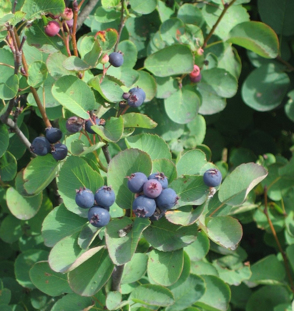 Ирга круглолистная (Amelanchier ovalis)