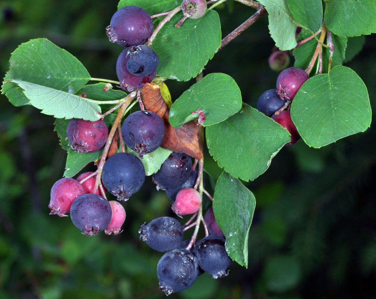 Ирга ольхолистная Amelanchier alnifolia