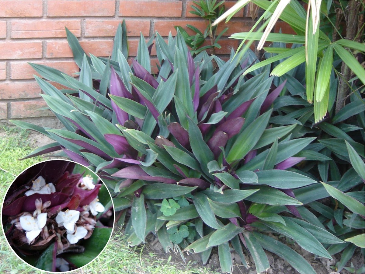 Tradescantia spathacea традесканция