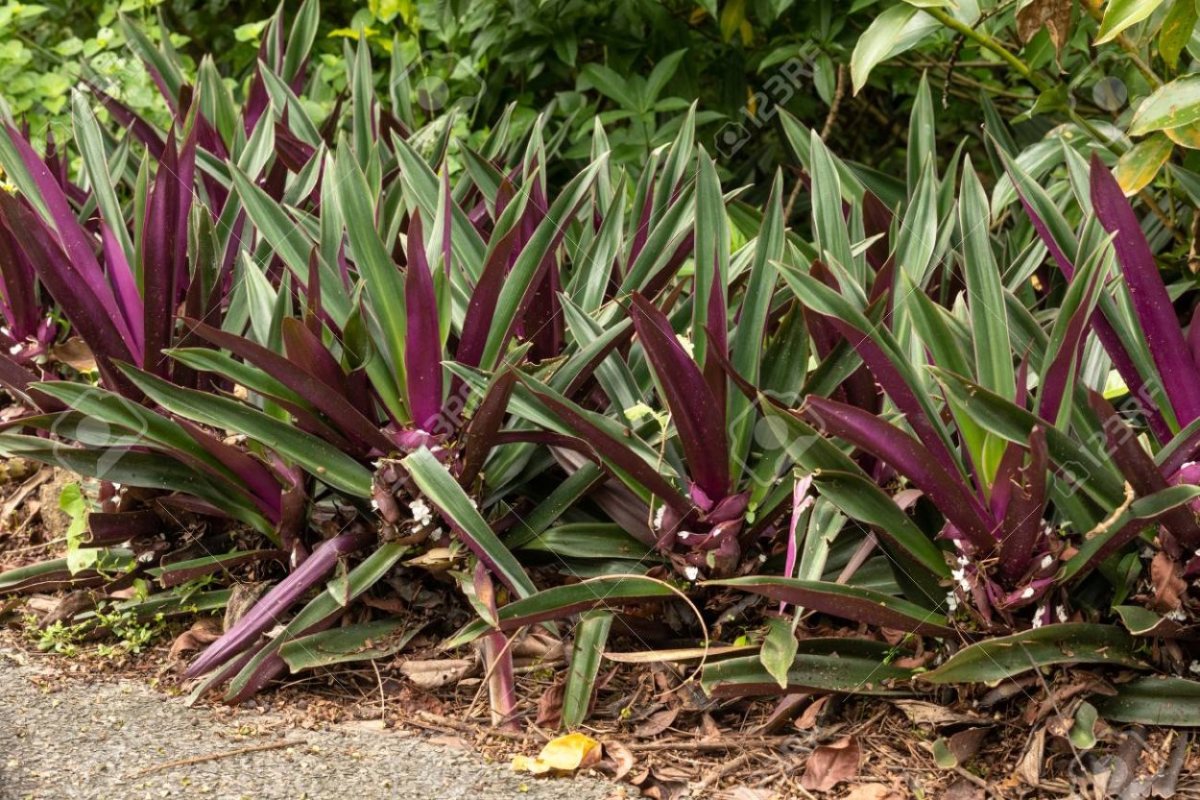 Tradescantia spathacea (cultivated)