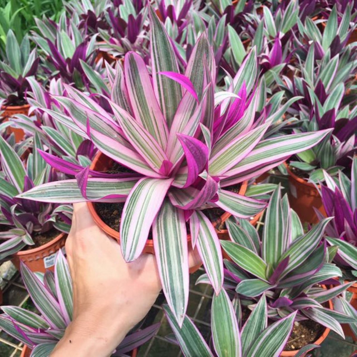 Традесканция spathacea Tricolor