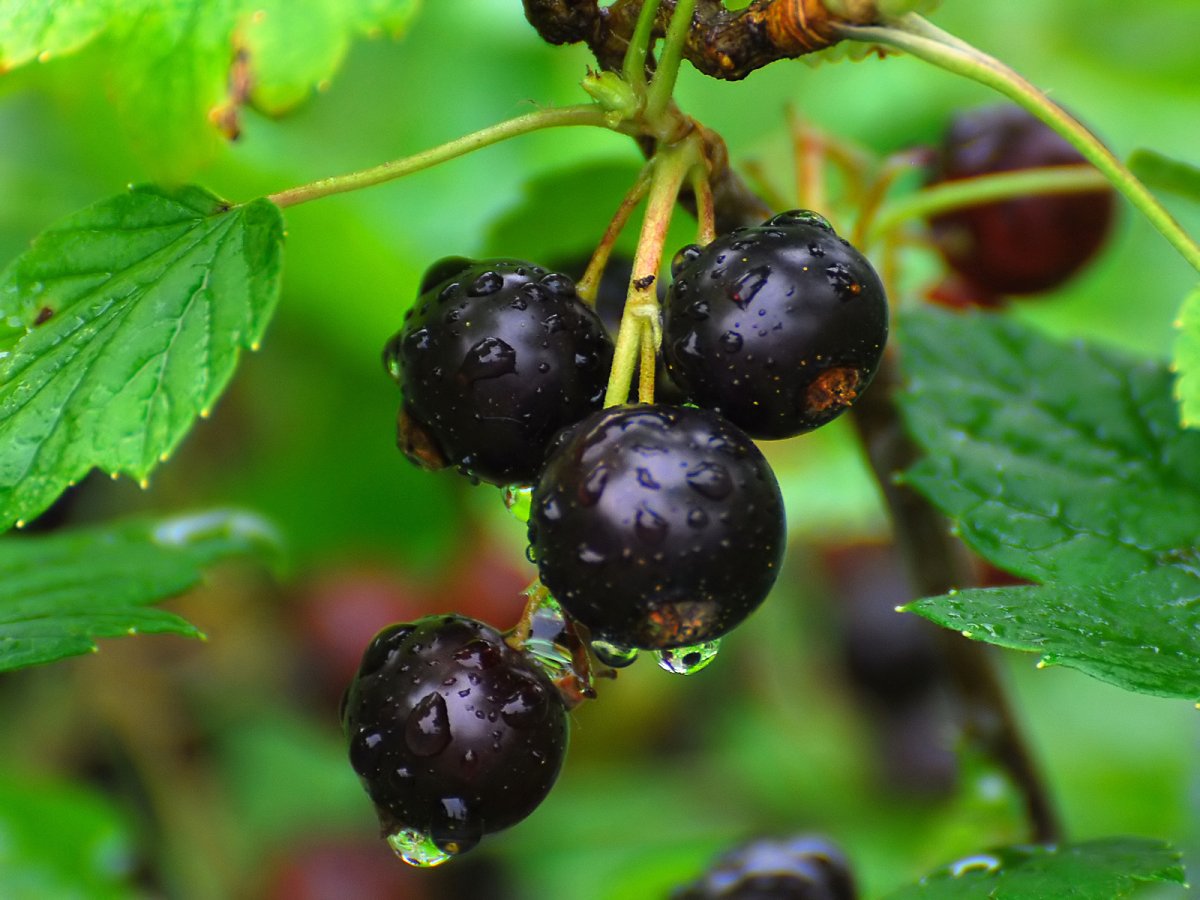 Смородина черная (ribes nigrum l.)