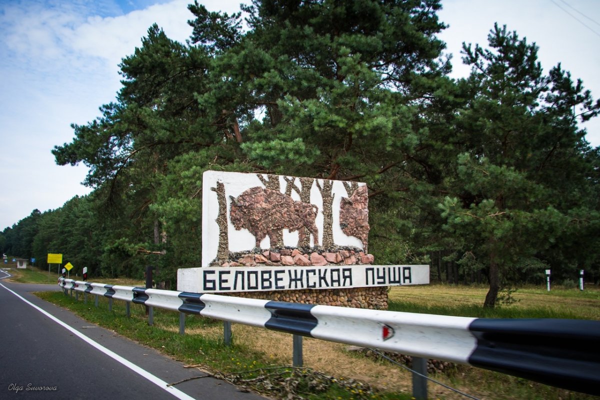 Беловежская пуща достопримечательности