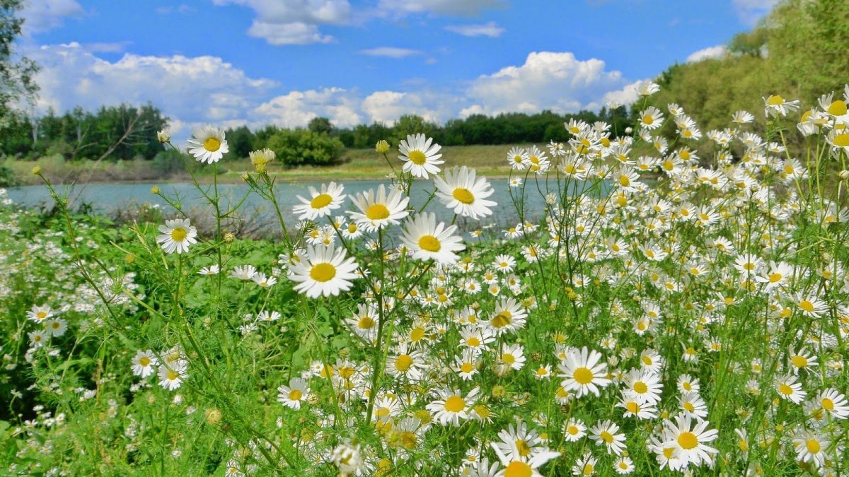 Ромашка Луговая