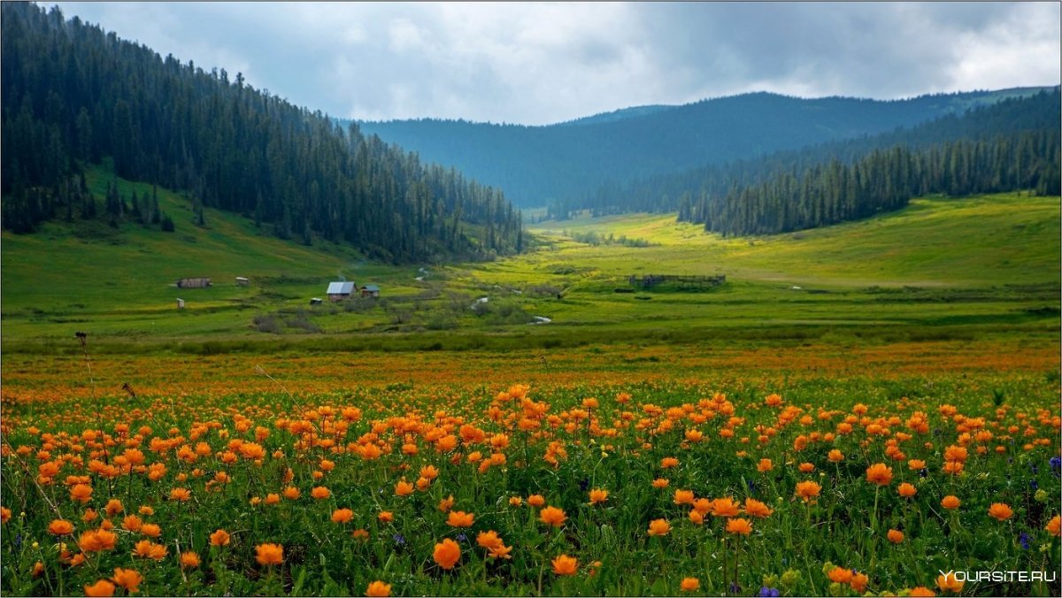 Алтай цветы Уймонская ;Долина