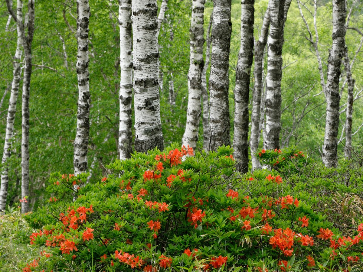 Природа березы цветы