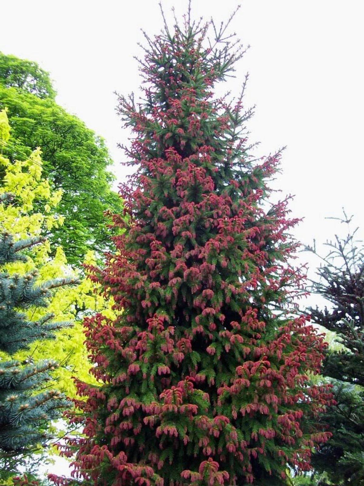 Ель обыкновенная Picea Abies 'Rydal'