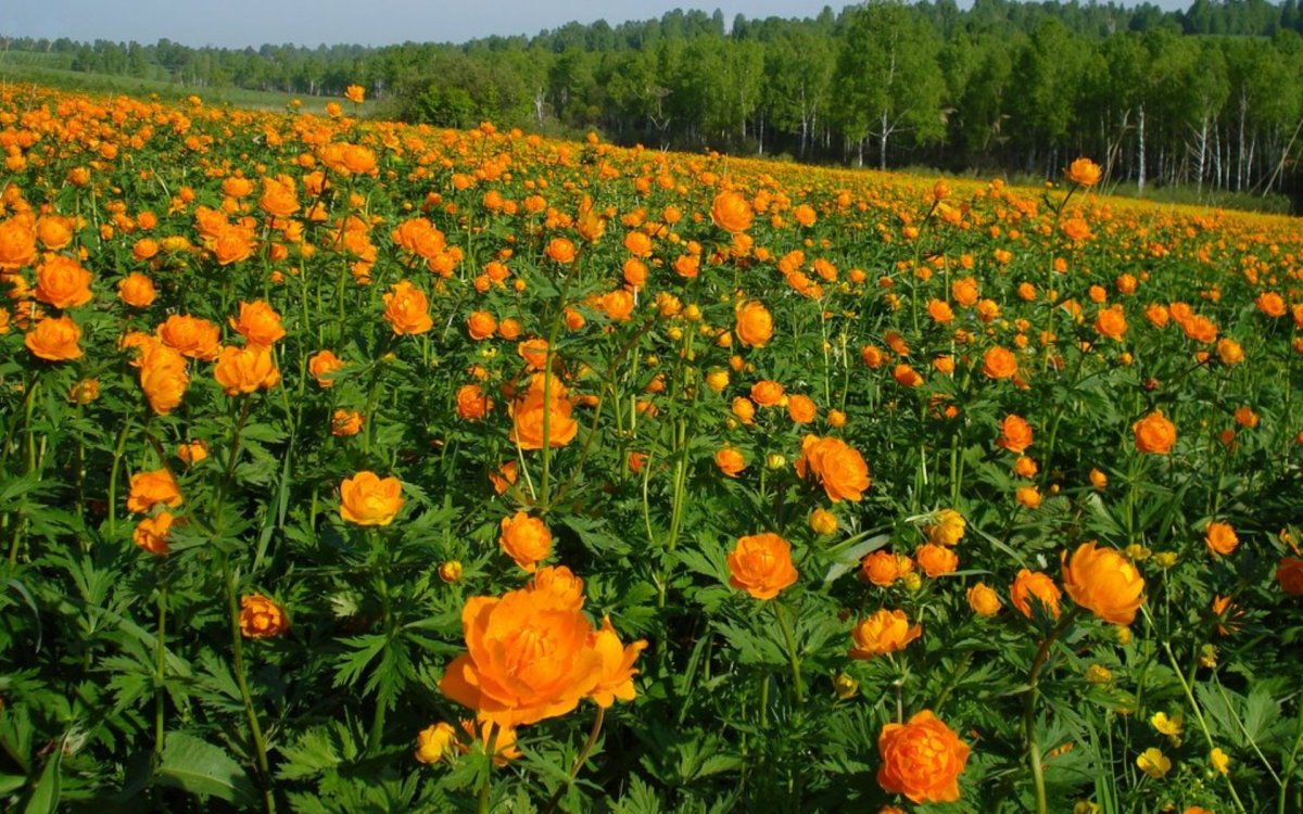 Купальница азиатская огоньки