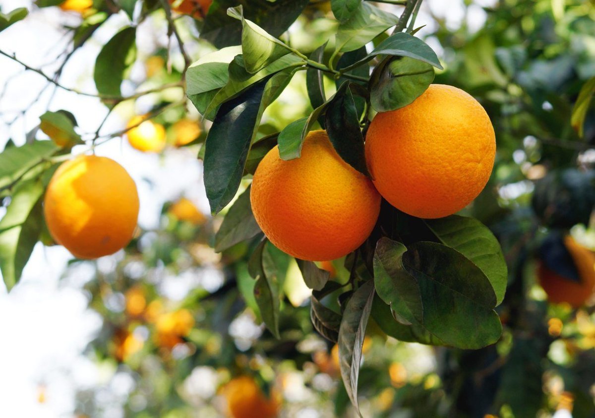 Цитрус мандарин Mandarine