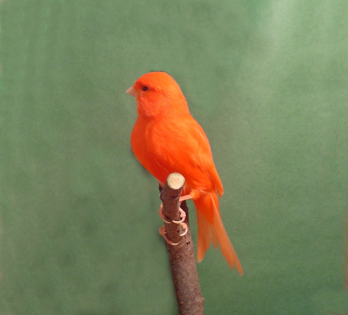 Red Factor Canary