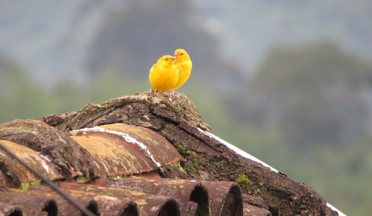 Canary Wallpaper
