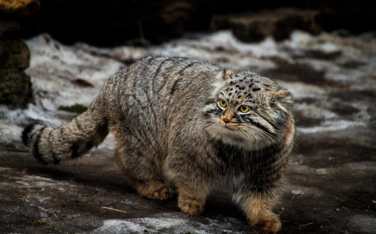 Манул (палласов кот)