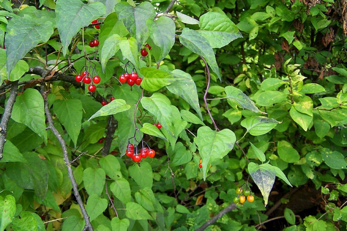 Лиановидное растение с ягодами