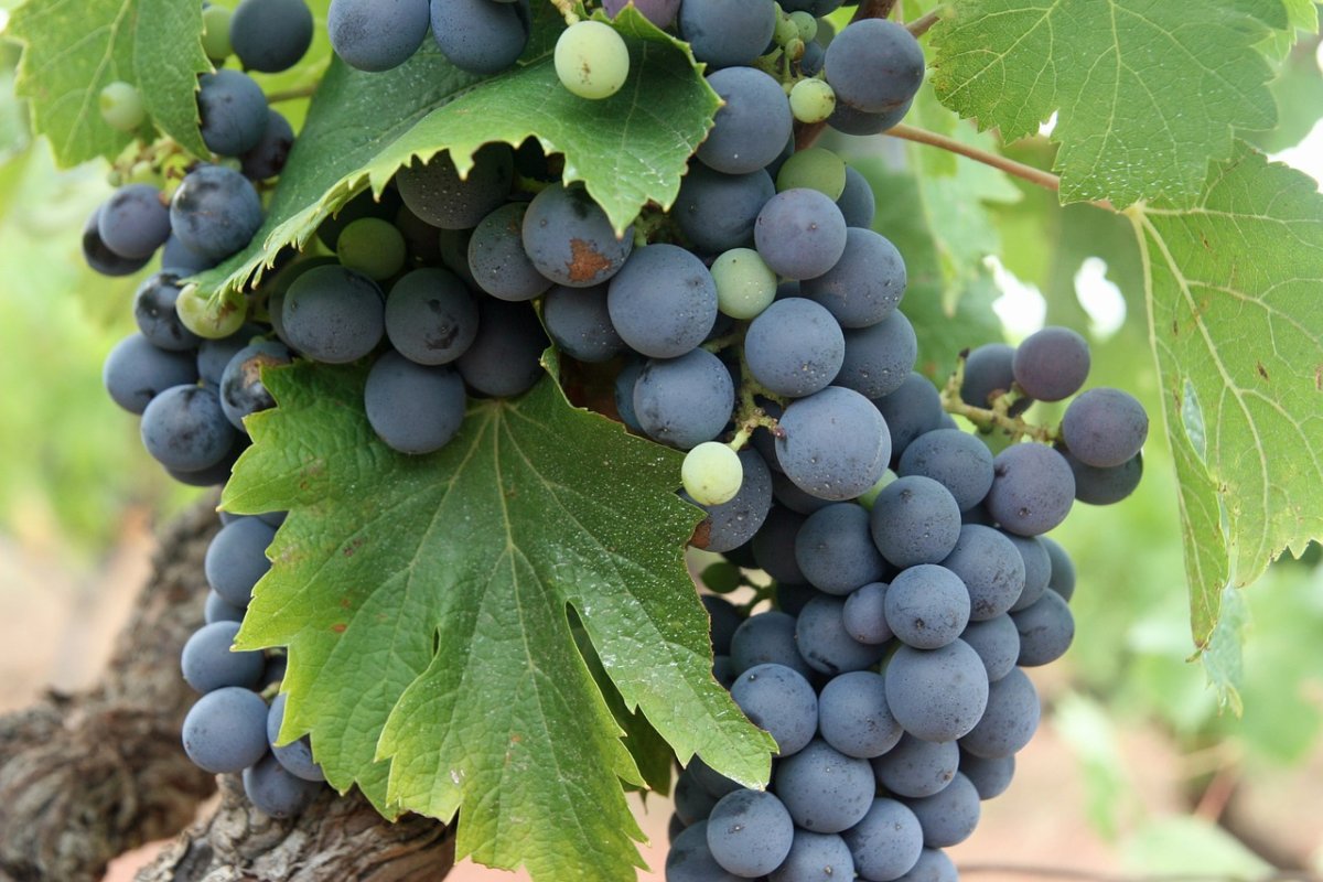 Виноград плодовый (Vitis/Parthenocissus плодовый Кодрянка bol)