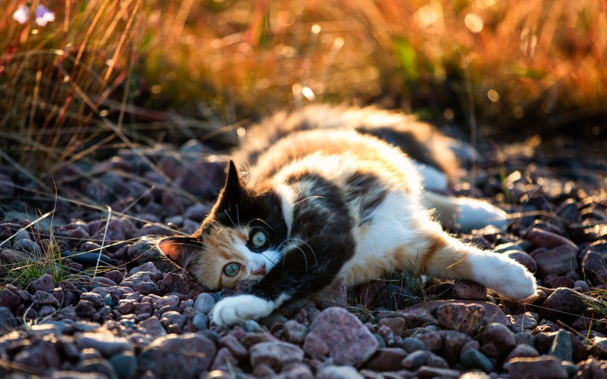 Кот на природе