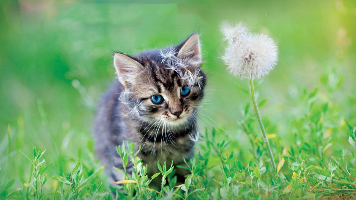 Котенок в траве