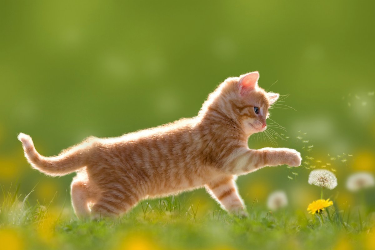 Котенок в одуванчиках