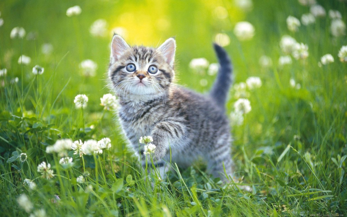 Котенок в траве