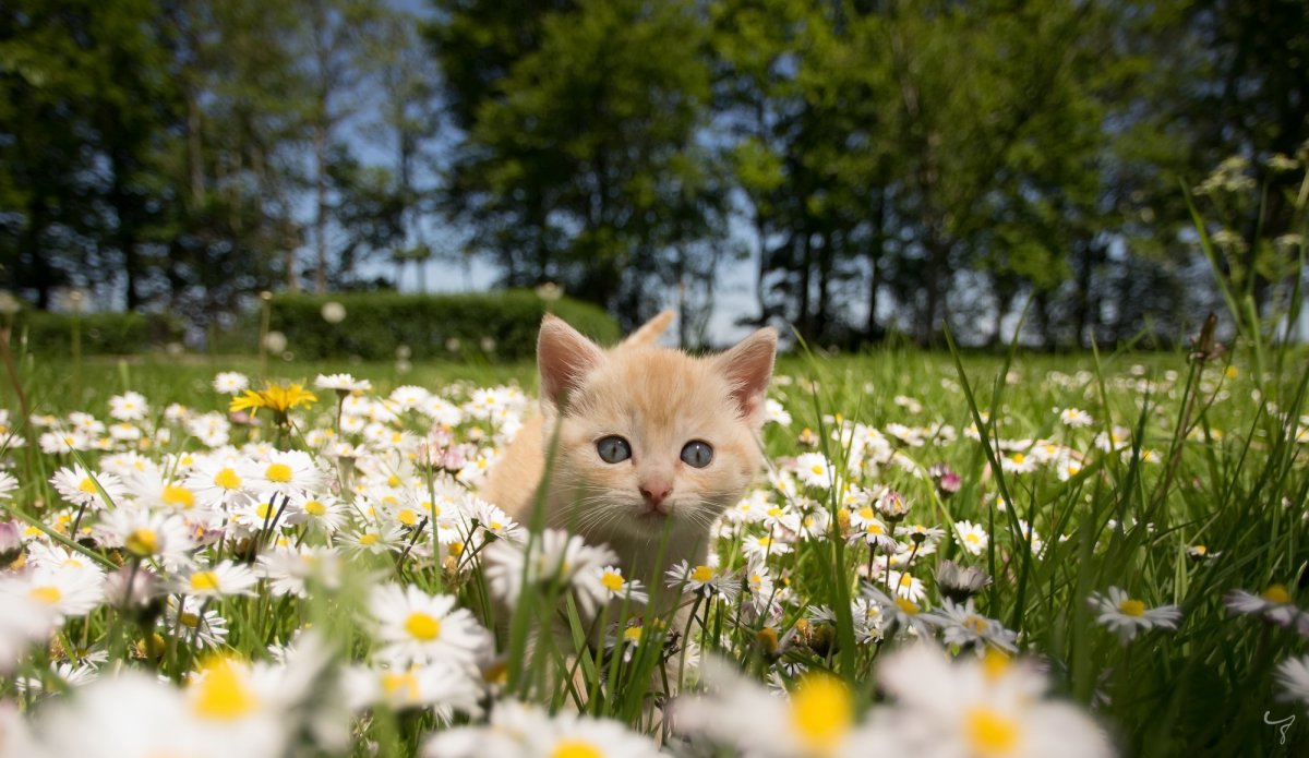 Котик летом