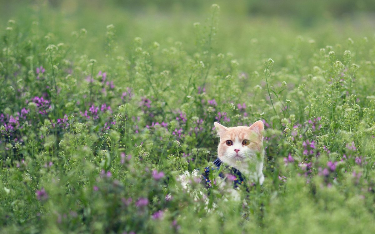 Кот на лугу