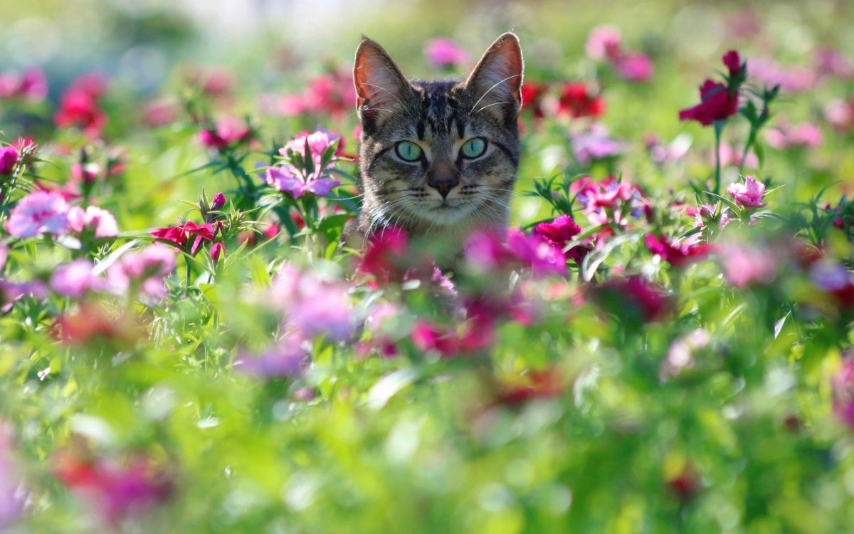 Кошка лето