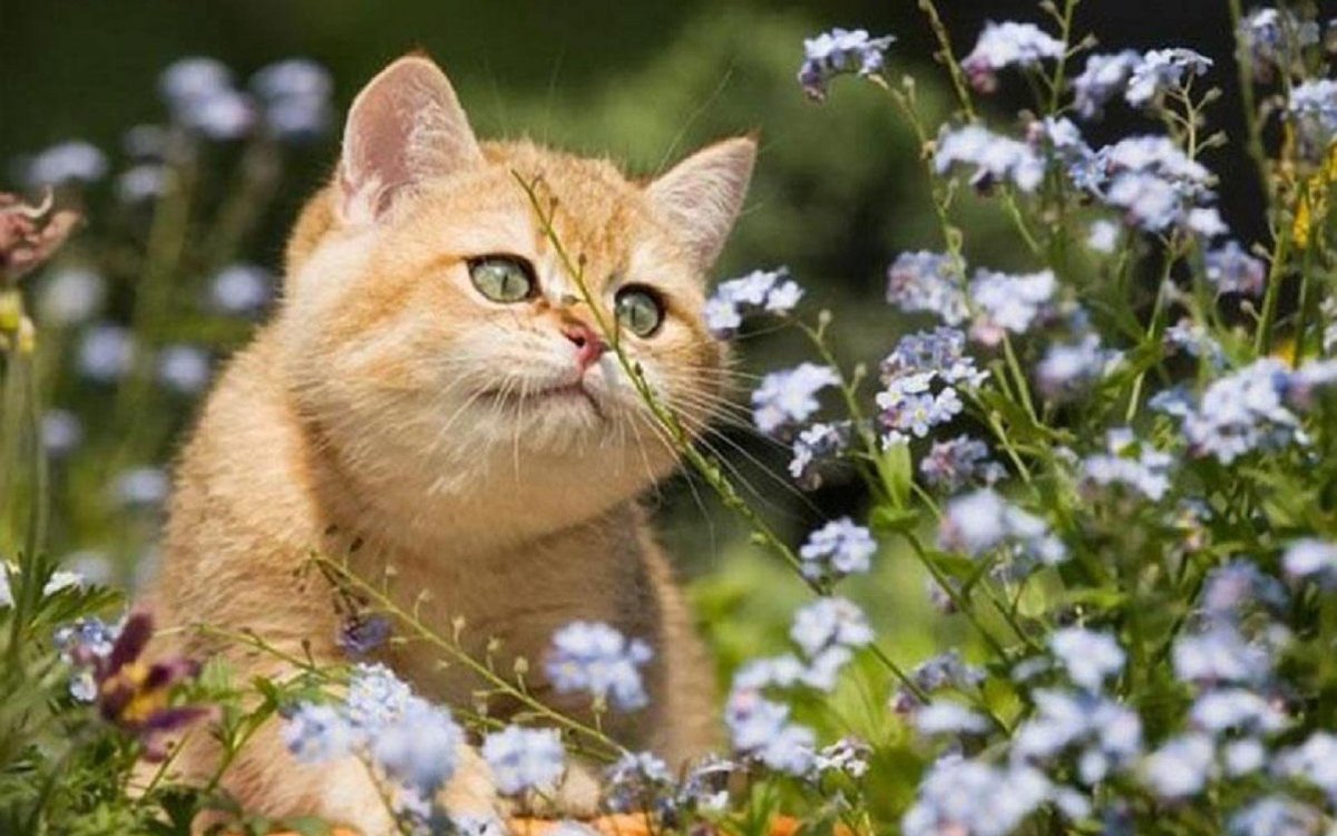 Коты и лето