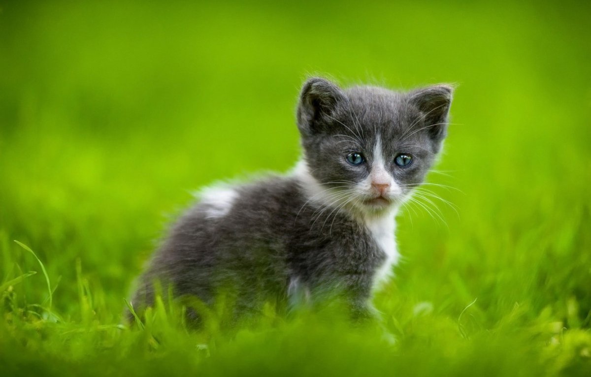Котята на лужайке