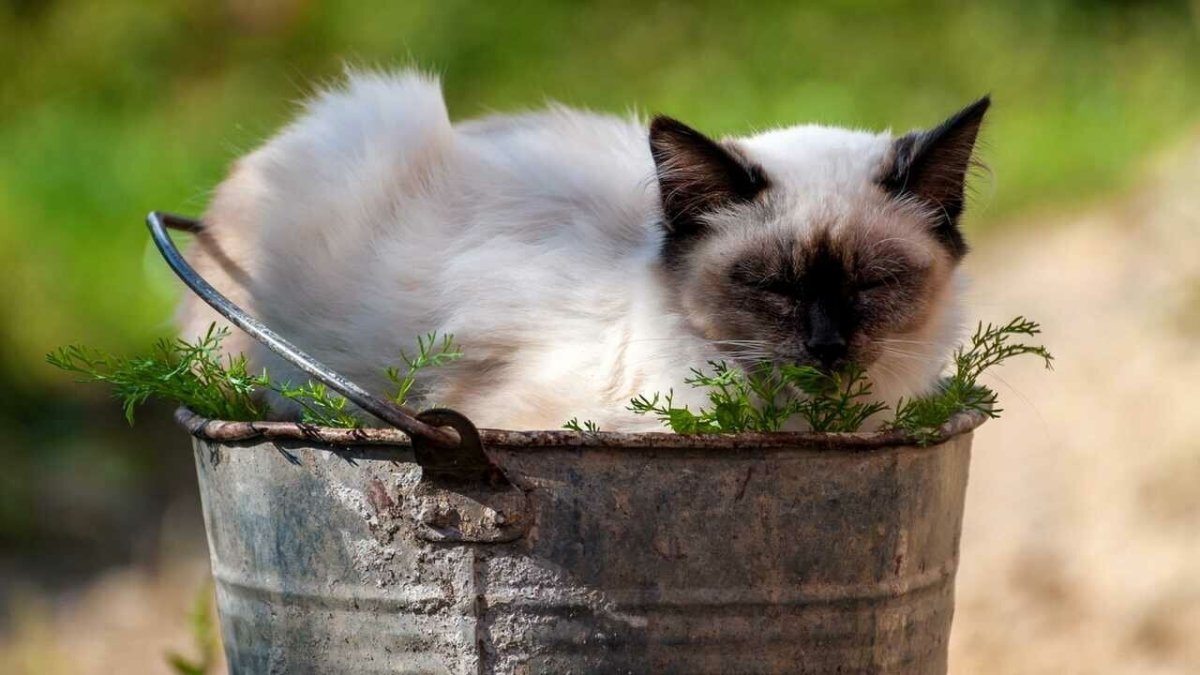 Кот в ведре