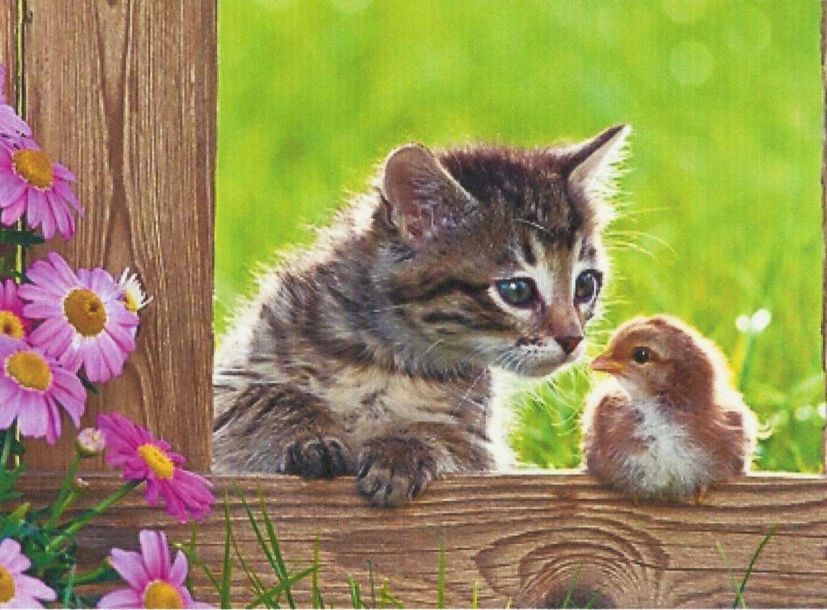 Птички для кошек