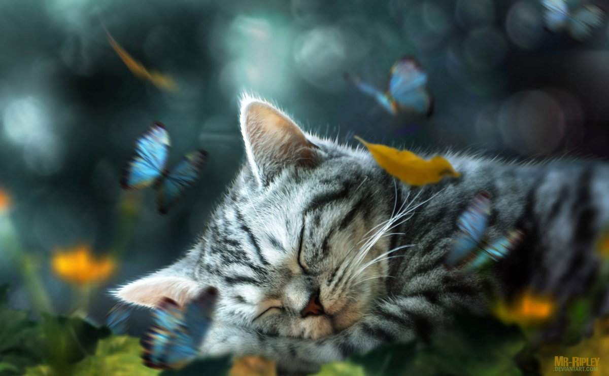 Кошка с бабочками