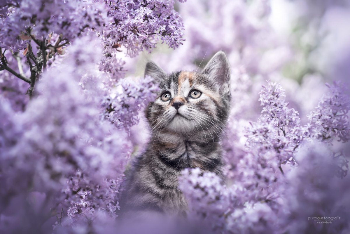 Кошка и сирень