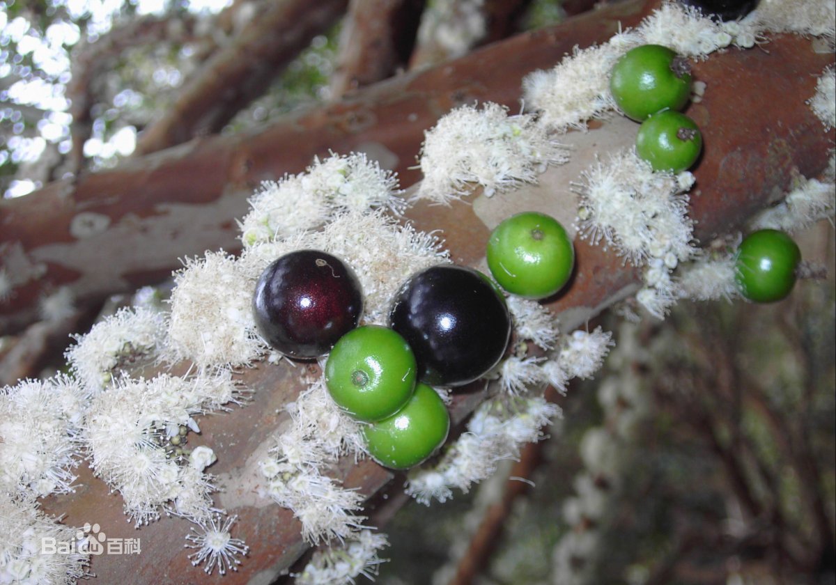 Джаботикаба cauliflora