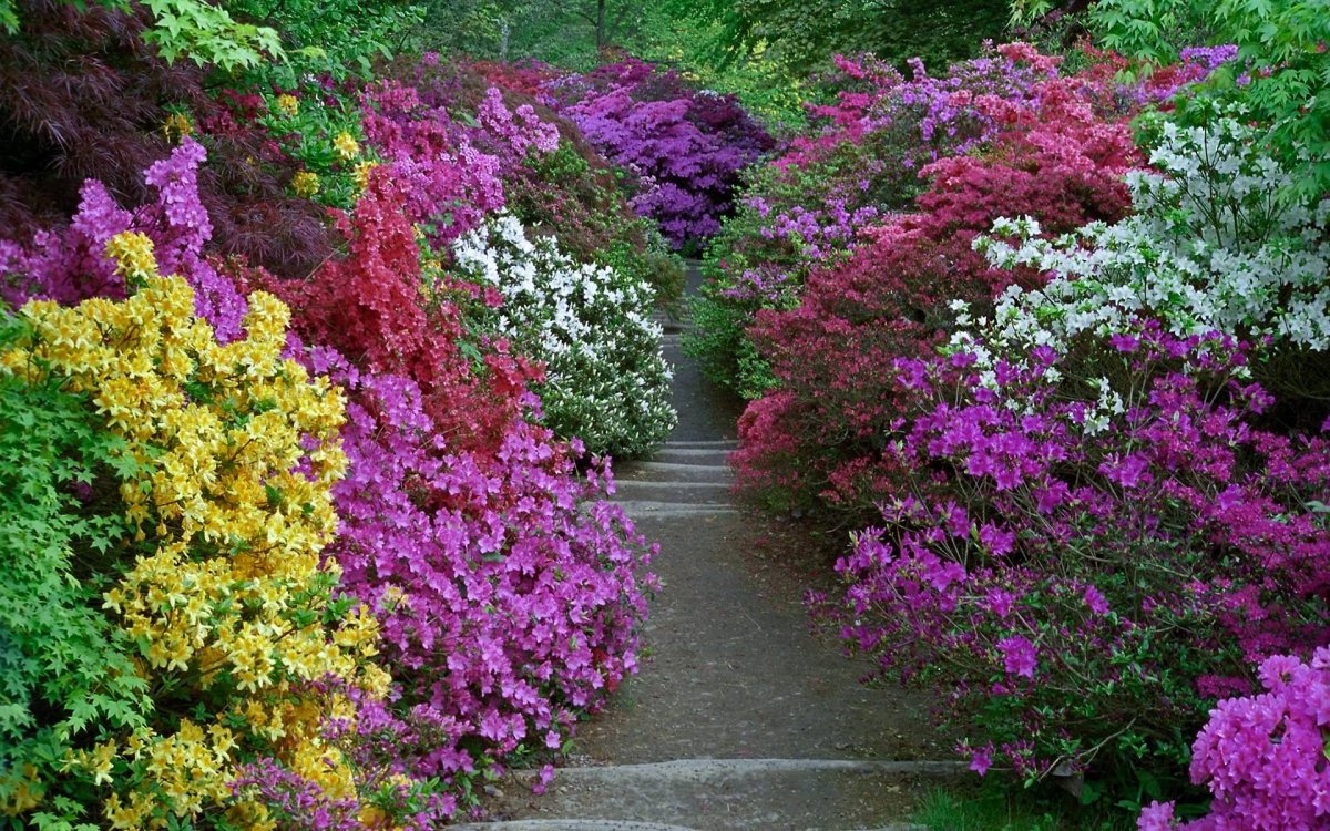 Сад азалий (Azalea Garden). В Кью
