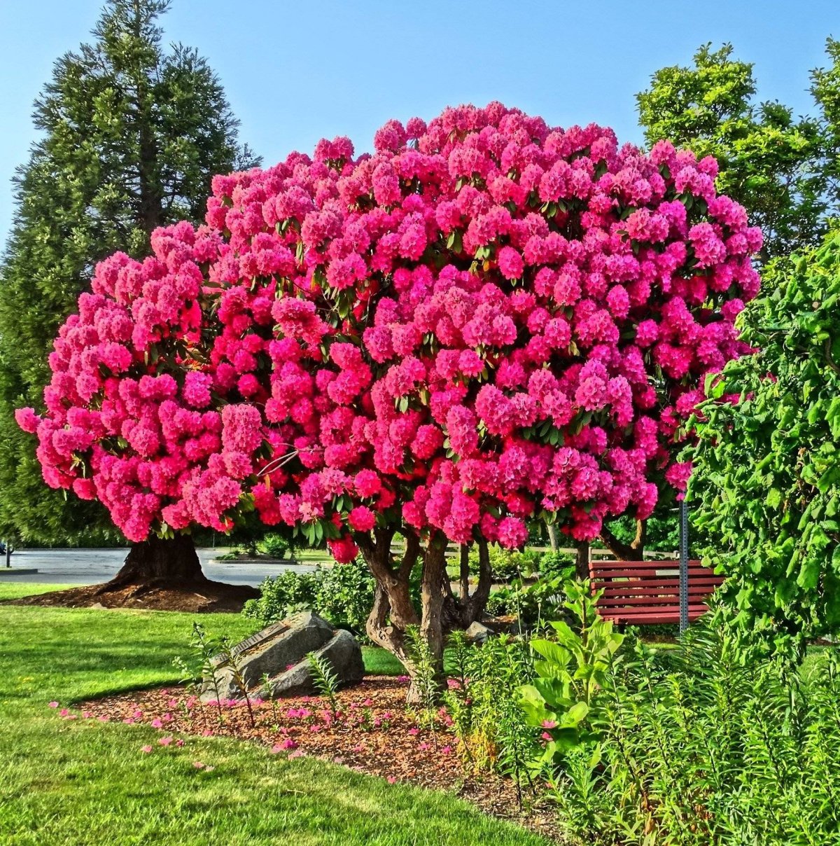 Азалия рододендрон дерево