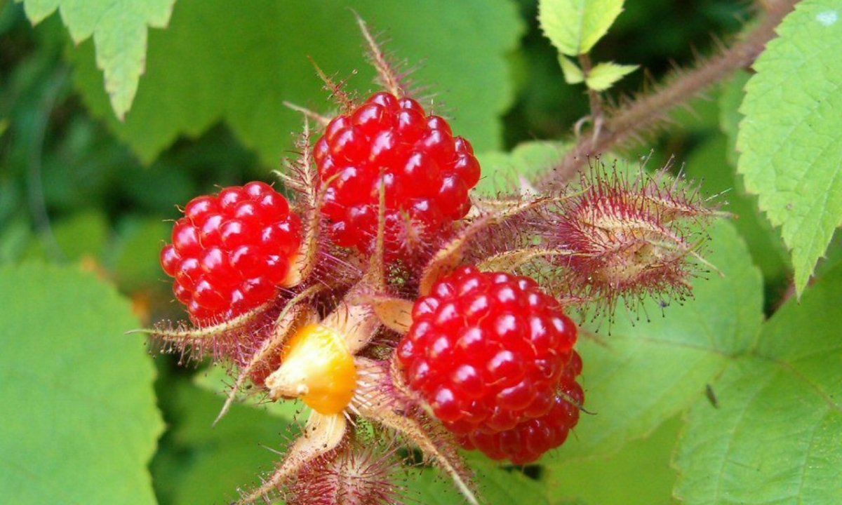 Шипы малины