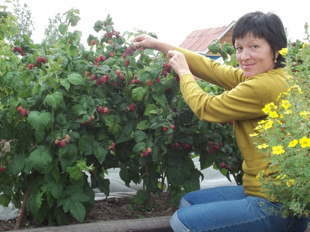 Клумба для малины