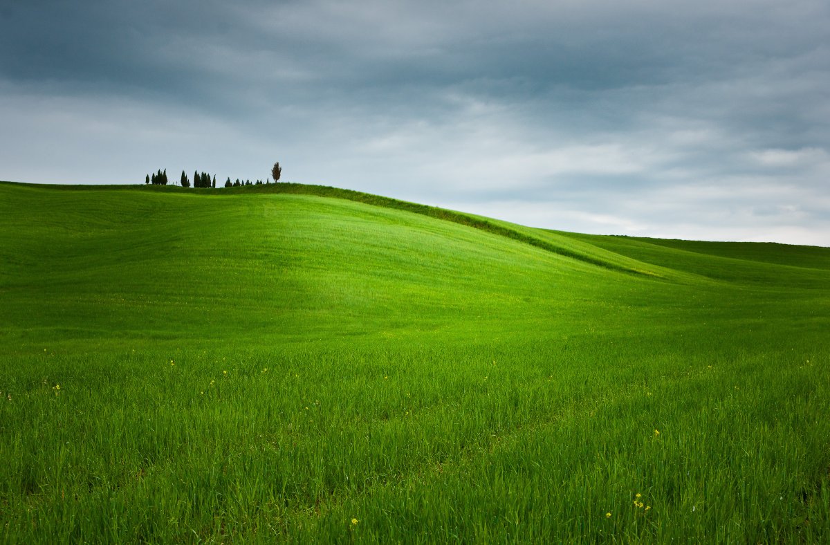 Природа трава