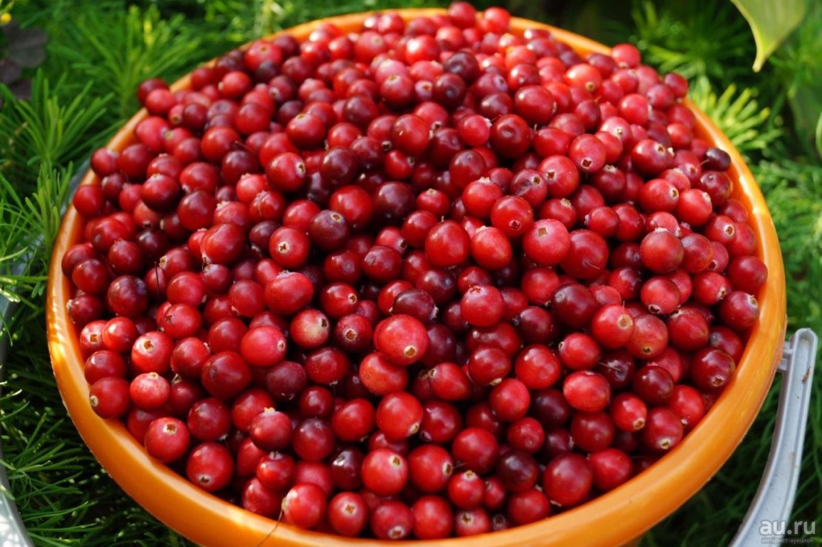 Cranberries ягода