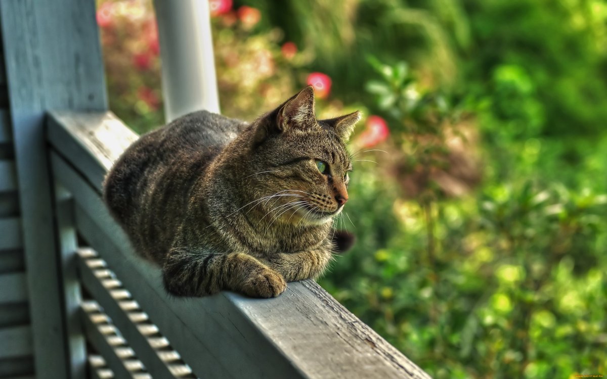 Котик на веранде