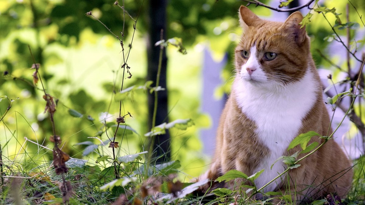 Весенний кот
