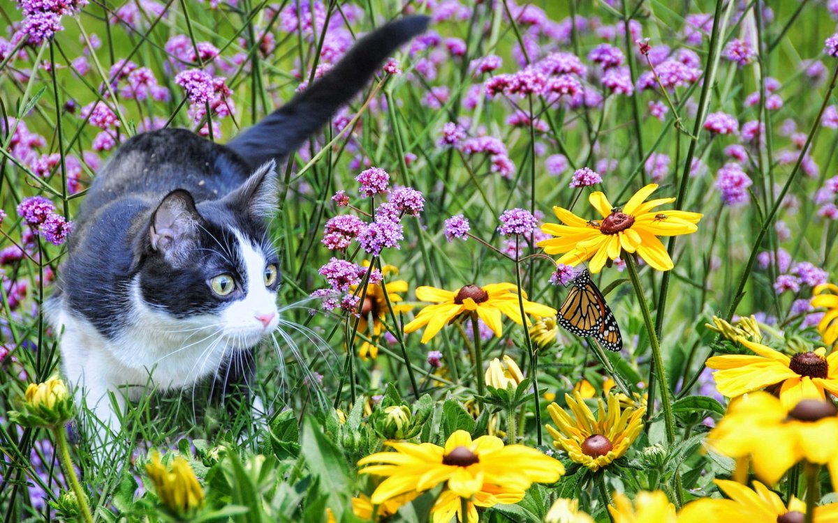 Летний котик