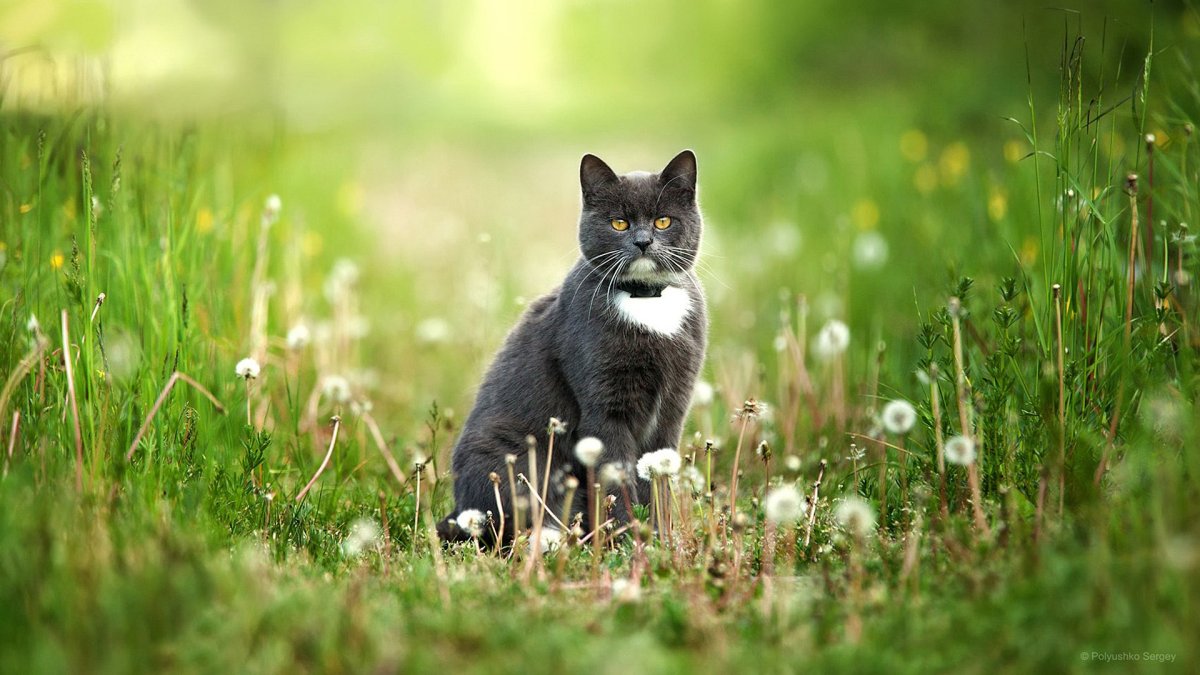 Летний кот